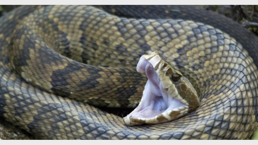 പാമ്പുകടിയേറ്റ് ഇടുക്കിയില്‍ വയോധിക മരിച്ചു,സംസ്ഥാനത്ത് ഇന്ന് പാമ്പുകടിയേറ്റുളള രണ്ടാമത്തെ മരണം