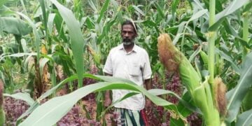 രവി തന്റെ കൃഷിയിടത്തിൽ വിളഞ്ഞു പാകമായ ചോളത്തിനൊപ്പം