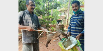 അവശനിലയില്‍ കണ്ട വെരുകിനെ ജി.കെ. പ്രശാന്ത് വനം വകുപ്പിന് കൈമാറുന്നു