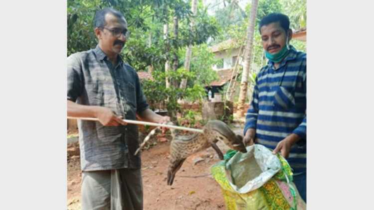 അവശനിലയില്‍ കണ്ട വെരുകിനെ ജി.കെ. പ്രശാന്ത് വനം വകുപ്പിന് കൈമാറുന്നു