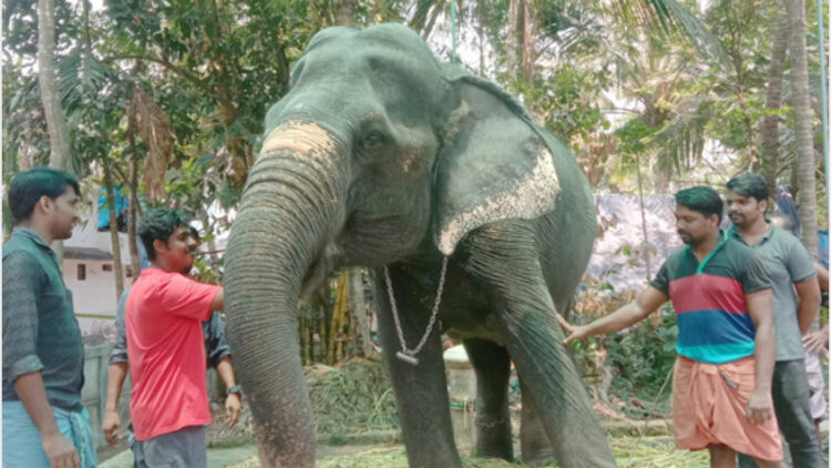 ഗജറാണി ശ്രീദേവി ശ്രീലകത്തിന് ആനപ്രേമികള്‍ ചക്ക നല്‍കുന്നു