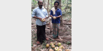 ചക്കിട്ടപ്പാറയില്‍ കുരങ്ങുകള്‍ നശിപ്പിച്ച കരിക്കുകളുമായി കര്‍ഷകര്‍