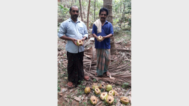 ചക്കിട്ടപ്പാറയില്‍ കുരങ്ങുകള്‍ നശിപ്പിച്ച കരിക്കുകളുമായി കര്‍ഷകര്‍