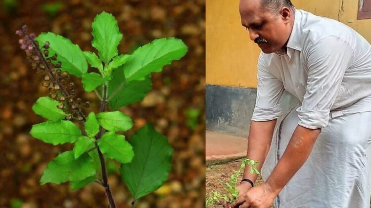 ആർ.എസ്.എസ്. സംസ്ഥാന സേവാ പ്രമുഖ് എം.സി. വത്സൻ തുളസി തൈ നട്ട് ഉദ്ഘാടനം ചെയ്യുന്നു