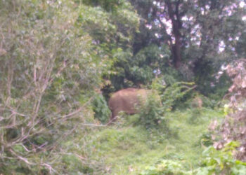 ആറളം പറമ്പത്തെ കണ്ടിയിലെ വീട്ടുപറമ്പിലെത്തിയ കാട്ടാന