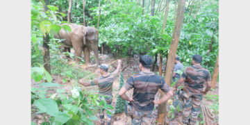 കരുവാരക്കുണ്ട് ആര്‍ത്തലയില്‍ അവശനിലയില്‍ കണ്ടെത്തിയ കാട്ടാനക്ക് വനംവകുപ്പ് സംഘം ചികിത്സ നല്‍കുന്നു