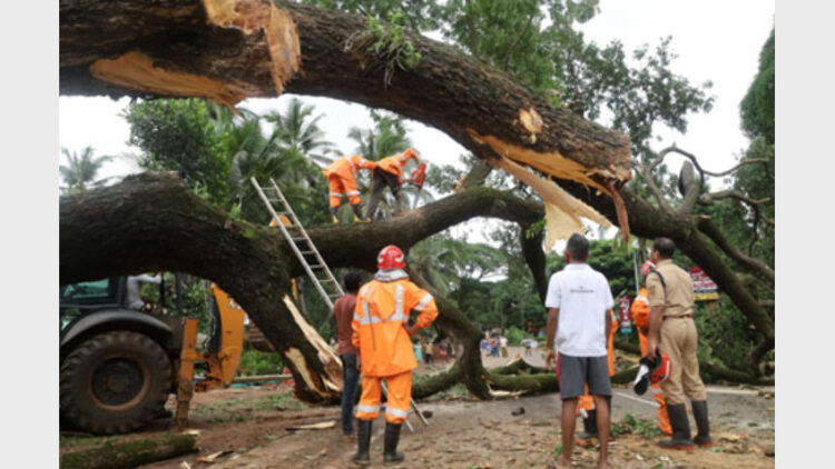 കോഴിക്കോട് - വയനാട് റോഡില്‍ മൂഴിക്കല്‍ പാലത്തിനു സമീപം കടപുഴകി വീണ കൂറ്റന്‍ തണല്‍മരം ഫയര്‍ഫോഴ്‌സ് സേനാംഗങ്ങള്‍ മുറിച്ചു മാറ്റുന്നു