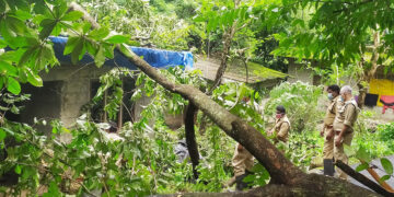 തൈപ്പറമ്പില്‍ സുധ മധുവിന്റെ വീടിന് മുകളിലേക്ക് മരം വീണ നിലയില്‍