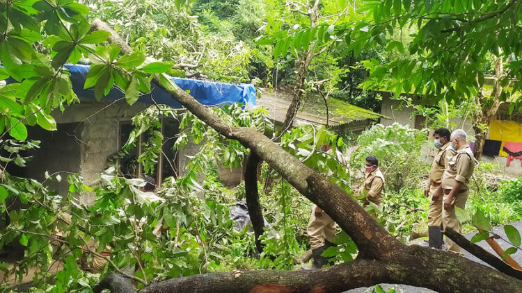 തൈപ്പറമ്പില്‍ സുധ മധുവിന്റെ വീടിന് മുകളിലേക്ക് മരം വീണ നിലയില്‍