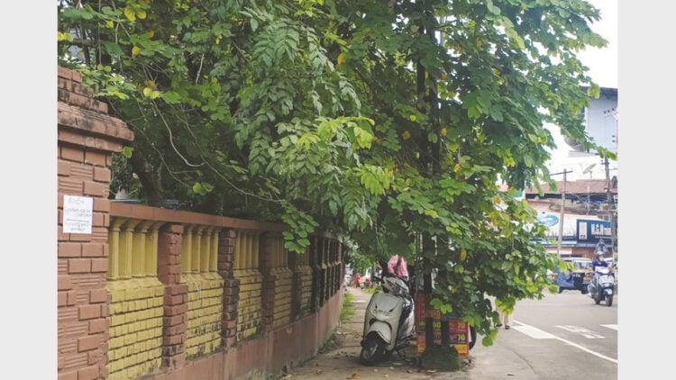 പിഡബ്ല്യുഡി റസ്റ്റ്ഹൗസിനു സമീപം റോഡിലേക്ക് തള്ളിനിക്കുന്ന മരച്ചില്ലകള്‍