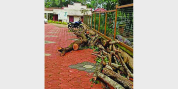 ശാസ്താംകോട്ട ഡിബി കോളേജില്‍ വെട്ടിമാറ്റിയ വൃക്ഷങ്ങളുടെ ശിഖിരങ്ങള്‍ കൂട്ടിയിട്ട നിലയില്‍