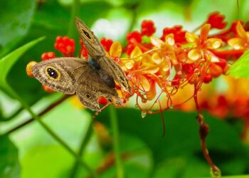 . ചിത്രം- രമേശ് അവണൂര്‍