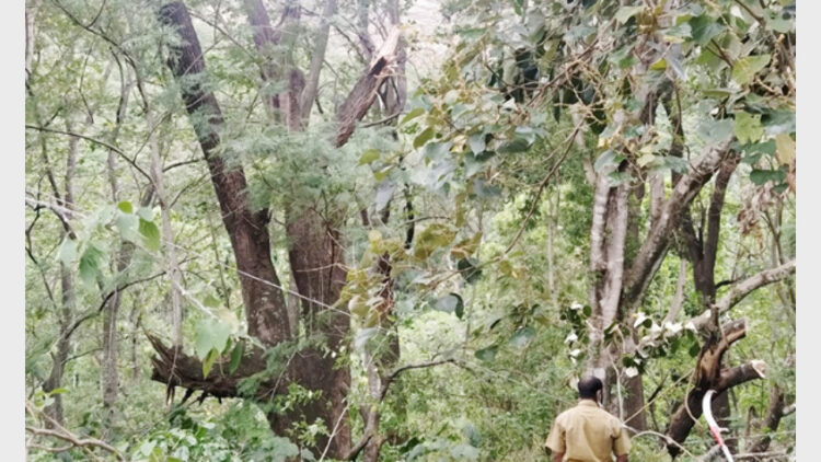 വൈദ്യൂതി കമ്പിയിലേക്ക് മറിഞ്ഞമരം ജീവനക്കാര്‍ വെട്ടിമാറ്റുന്നു