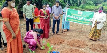 പച്ചക്കറി കൃഷി മുട്ടം ഗ്രാമപഞ്ചായത്ത് പ്രസിഡന്റ് കുട്ടിയമ്മ മൈക്കിള്‍ പച്ചക്കറി തൈകള്‍ നട്ട് ഉദ്ഘാടനം ചെയ്യുന്നു