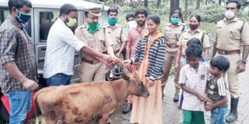 സുബ്രമണ്യന്‍ അനിത ദമ്പതികള്‍ക്ക് നല്‍കിയ പശുക്കുട്ടി