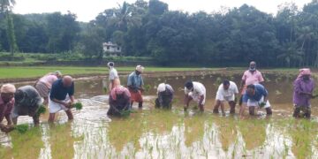 ഗുരുജി സ്വയം സഹായ സംഘത്തിന്റെ ആഭിമുഖ്യത്തില്‍ കുമാരമംഗലത്ത് നടന്ന ഞാറുനടീല്‍