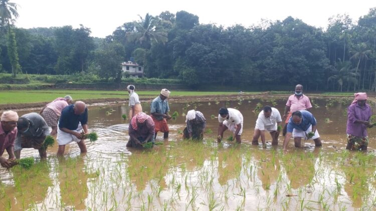 ഗുരുജി സ്വയം സഹായ സംഘത്തിന്റെ ആഭിമുഖ്യത്തില്‍ കുമാരമംഗലത്ത് നടന്ന ഞാറുനടീല്‍