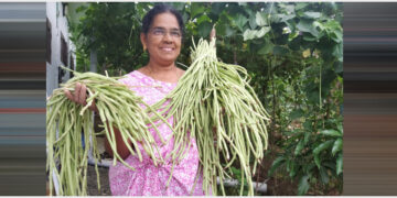 ലൂസി തോമസ് തന്റെ കൃഷിയിടത്തില്‍