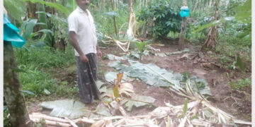 കാട്ടാനകള്‍ നശിപ്പിച്ച വട്ടക്കാട്ട് ചാക്കോയുടെ കൃഷിയിടം