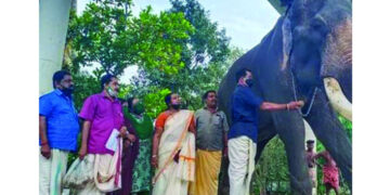 ശക്തികുളങ്ങര കര ദേവസ്വം ക്ഷേത്രത്തിലെ രാജശേഖരന് റേഷന്‍ ആഹാരം ഊട്ടുന്നു