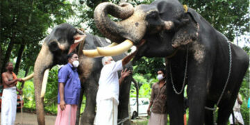 എലിഫന്റ് ഓണേഴ്‌സ് അസോസിയേഷന്റെ നേതൃത്വത്തില്‍ കലവൂര്‍ കുളമാക്കിയില്‍ നടന്ന ആനയൂട്ടിന്റെ സംസ്ഥാനതല ഉദ്ഘാടനം തിരുവിതാംകൂര്‍ ദേവസ്വം ബോര്‍ഡ് അംഗം കെ. എസ് രവി നിര്‍വ്വഹിക്കുന്നു.