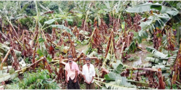 കഴിഞ്ഞദിവസം നശിച്ച കൃഷിയിടങ്ങളിലൊന്ന് (ഫയല്‍)