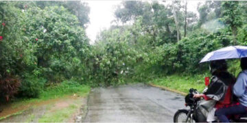 കട്ടപ്പന- കുട്ടിക്കാനം സംസ്ഥാന പാതയില്‍ വെള്ളിലാംകണ്ടം കുഴല്‍പാലത്തില്‍ മരം വീണ് ഗതാഗതം തടസപ്പെട്ടപ്പോള്‍