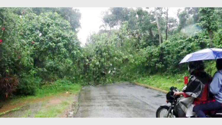 കട്ടപ്പന- കുട്ടിക്കാനം സംസ്ഥാന പാതയില്‍ വെള്ളിലാംകണ്ടം കുഴല്‍പാലത്തില്‍ മരം വീണ് ഗതാഗതം തടസപ്പെട്ടപ്പോള്‍