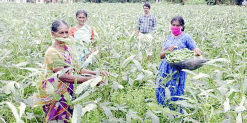 പള്ളിക്കര പനയാല്‍ മുതുവത്തെ ഹരിത മിത്ര സ്വയം സഹായ സംഘത്തിലെ വീട്ടമ്മമാര്‍ പച്ചക്കറിത്തോട്ടത്തില്‍ വിളവെടുക്കുന്നു