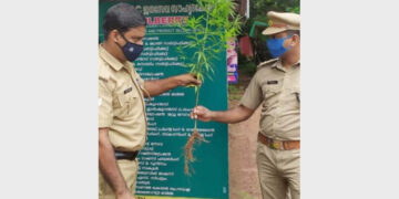 നടക്കുതാഴ റോഡരികില്‍ നിന്ന് ലഭിച്ച കഞ്ചാവ് ചെടി എക്സൈസ് സംഘം പരിശോധിക്കുന്നു