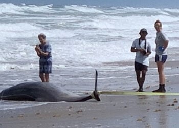 dead dolphins at florida beach