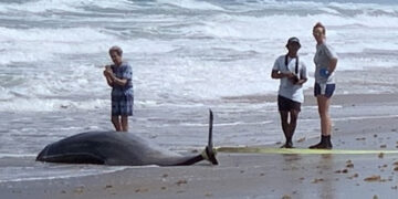 dead dolphins at florida beach