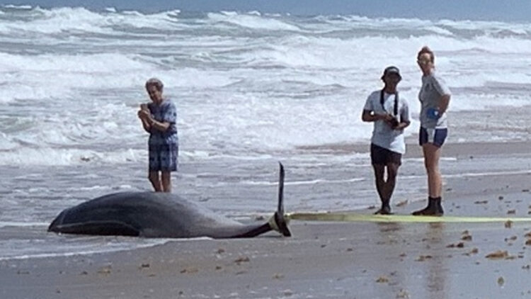 dead dolphins at florida beach