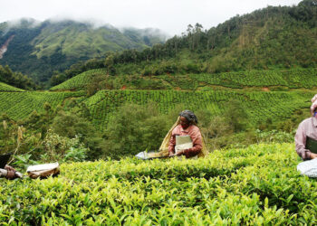 തേയിലത്തോട്ടത്തില്‍ പണിക്കെത്തിയ തൊഴിലാളികളായ ഇന്ദിര, ആദിലക്ഷ്മി, വിഷ്ണുപ്രിയ എന്നിവര്‍. പിന്നില്‍ ദുരന്തത്തിന്റെ പ്രഭവസ്ഥലവും കാണാം