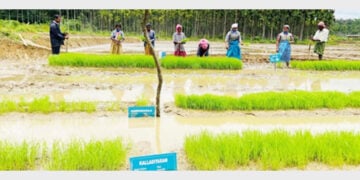 കണിയാമ്പറ്റ കല്ലന്‍ചിറയിലെ പരീക്ഷണ കൃഷിയിടം