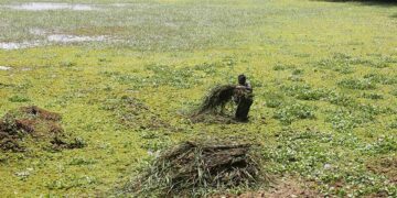 വെള്ളം കയറി കിടക്കുന്ന കവിയൂർ പുഞ്ചയിൽ നിന്ന് പുല്ല് വാരിമാറ്റുന്നു