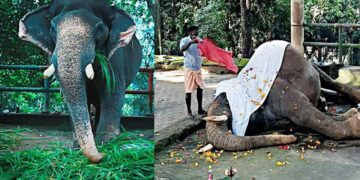 കോന്നി ആനത്താവളത്തിലെ മണിയൻ, ആചാരപ്രകാരം നിലവിളക്ക് കൊളുത്തിവച്ച് ആനയെ പട്ട് പുതപ്പിച്ചപ്പോൾ