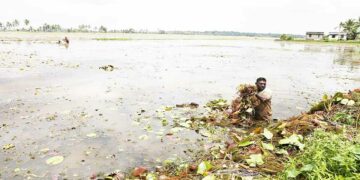 വേങ്ങൽ ആലംതുരുത്തികരി ചെമ്പ് പാടം കൃഷിയ്ക്കായി ആമ്പലും പായലും മാറ്റുന്നു.