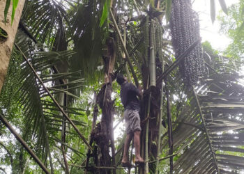 തൊണ്ണൂറ്റാറ് കുടിക്ക് സമീപം പന ചെത്തി കള്ള് ഉത്പാദിപ്പിക്കുന്ന സ്ഥലത്ത് എക്‌സൈസ് സംഘം പരിശോധന നടത്തുന്നു