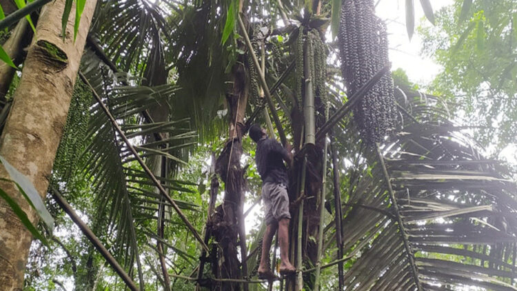 തൊണ്ണൂറ്റാറ് കുടിക്ക് സമീപം പന ചെത്തി കള്ള് ഉത്പാദിപ്പിക്കുന്ന സ്ഥലത്ത് എക്‌സൈസ് സംഘം പരിശോധന നടത്തുന്നു