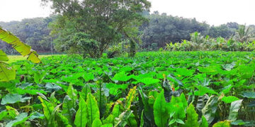 കൊട്ടാരക്കര നഗരസഭയിലേത് ഉള്‍പ്പെടെ പതിനഞ്ചോളം വാര്‍ഡുകളില്‍ കൂടി കടന്നു പോകുന്ന പാണ്ടിവയല്‍ തോട്