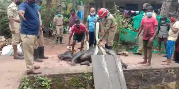 തോട്ടില്‍വീണ പശുവിനെ രക്ഷപ്പെടുത്തിയപ്പോള്‍