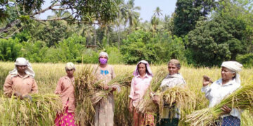 പുതിയകണ്ടത്തെ അമ്മമാര്‍ സുഭിക്ഷ കേരളം പദ്ധതി പ്രകാരം ഇറക്കിയ നെല്‍കൃഷിയുടെ കൊയ്ത്തുത്സവം അജാനൂര്‍ പഞ്ചായത്ത് വാര്‍ഡ് അംഗം ഗീത ബാബുരാജ് ഉദ്ഘാടനം ചെയ്യുന്നു