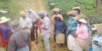 വയനാട് റിപ്പണ്‍ എസ്‌റ്റേറ്റ് തൊഴിലാളികള്‍ പണിമുടക്കിനെ അവഗണിച്ച് ജോലി ചെയ്യുന്നു