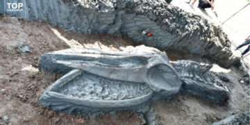 WHALE FOSSIL