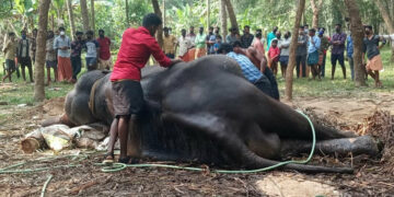 പാലയ്ക്കക്കത്തറ റാവു ചരിഞ്ഞപ്പോള്‍