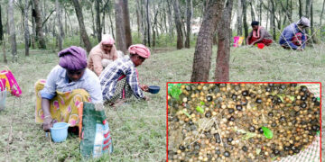 ചന്ദന വിത്ത് ശേഖരിക്കുന്ന സ്ത്രീയും ശേഖരിച്ച വിത്തും