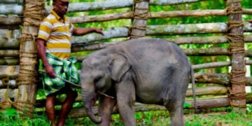 കാപ്പുകാട് ആന പുനരധിവാസ കേന്ദ്രത്തിലെ ഇളമുറക്കാരി ശ്രീക്കുട്ടി