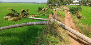 ചിത്രം തെങ്ങുകള്‍ വെട്ടിമാറ്റിയ നിലയില്‍