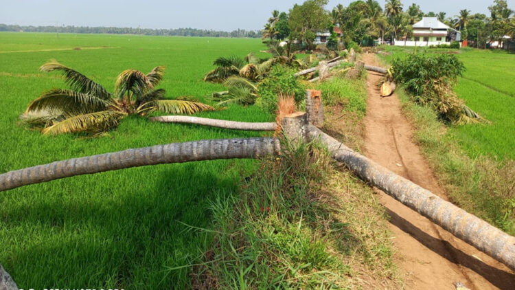 ചിത്രം തെങ്ങുകള്‍ വെട്ടിമാറ്റിയ നിലയില്‍